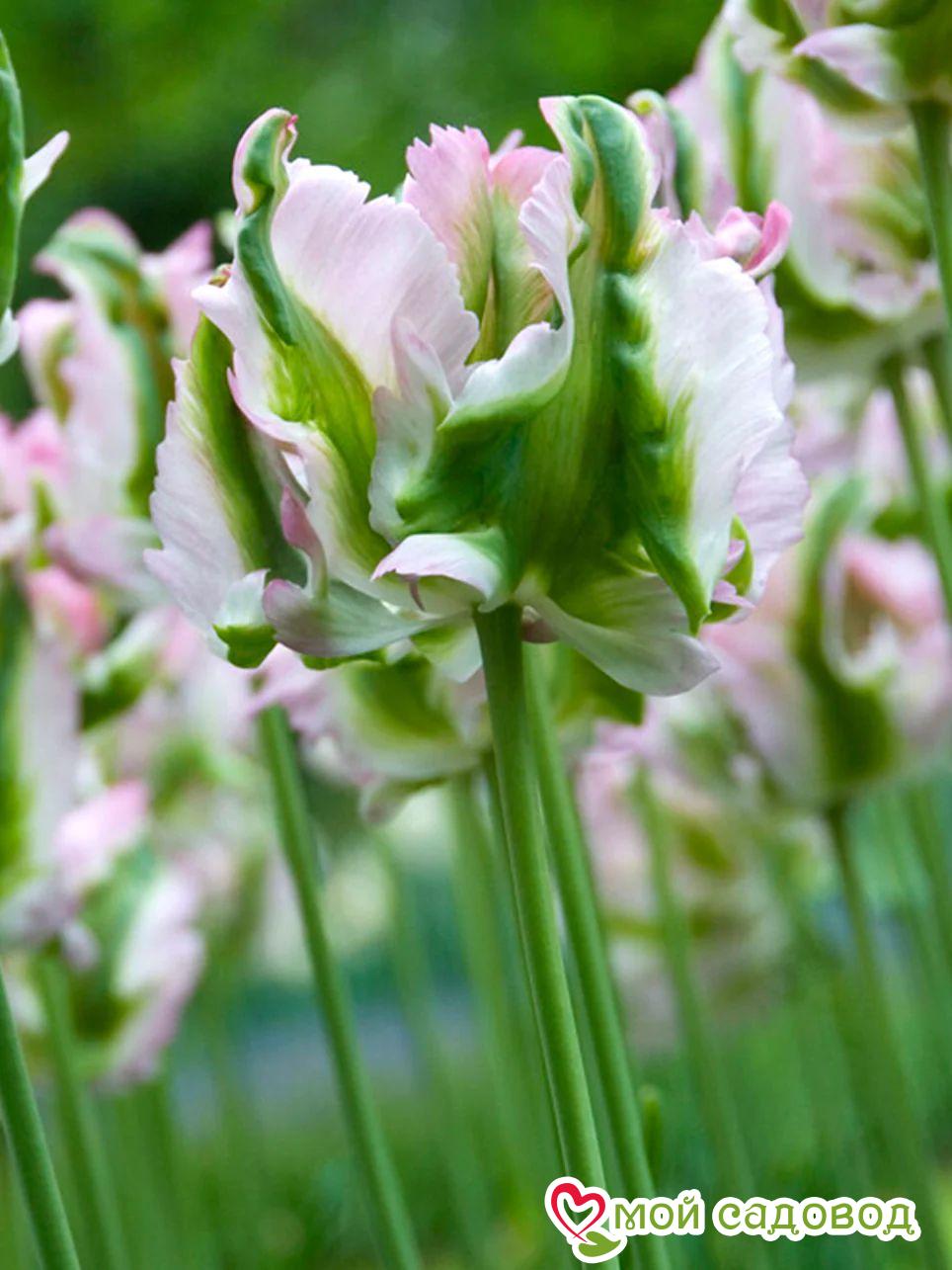 Тюльпан попугайный Грин Вейв