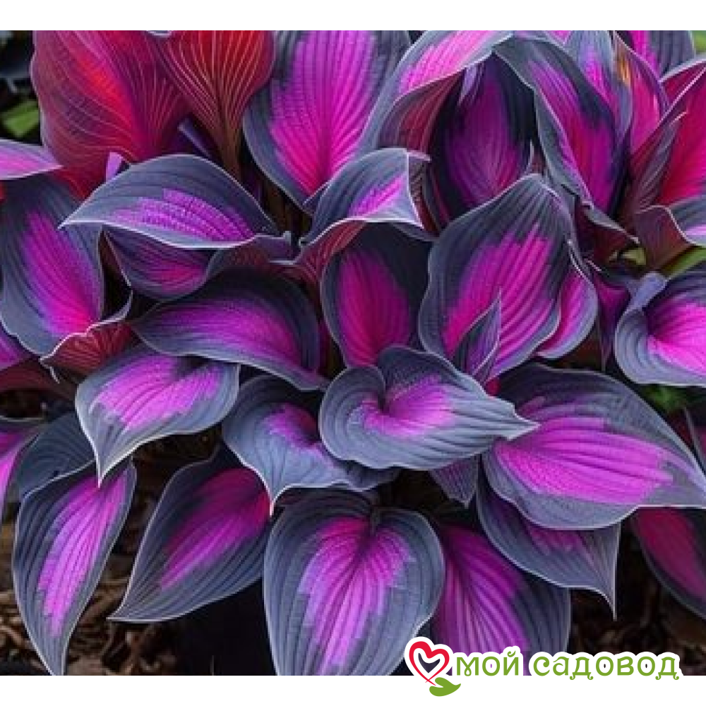 Хоста Сикрет Гарденс