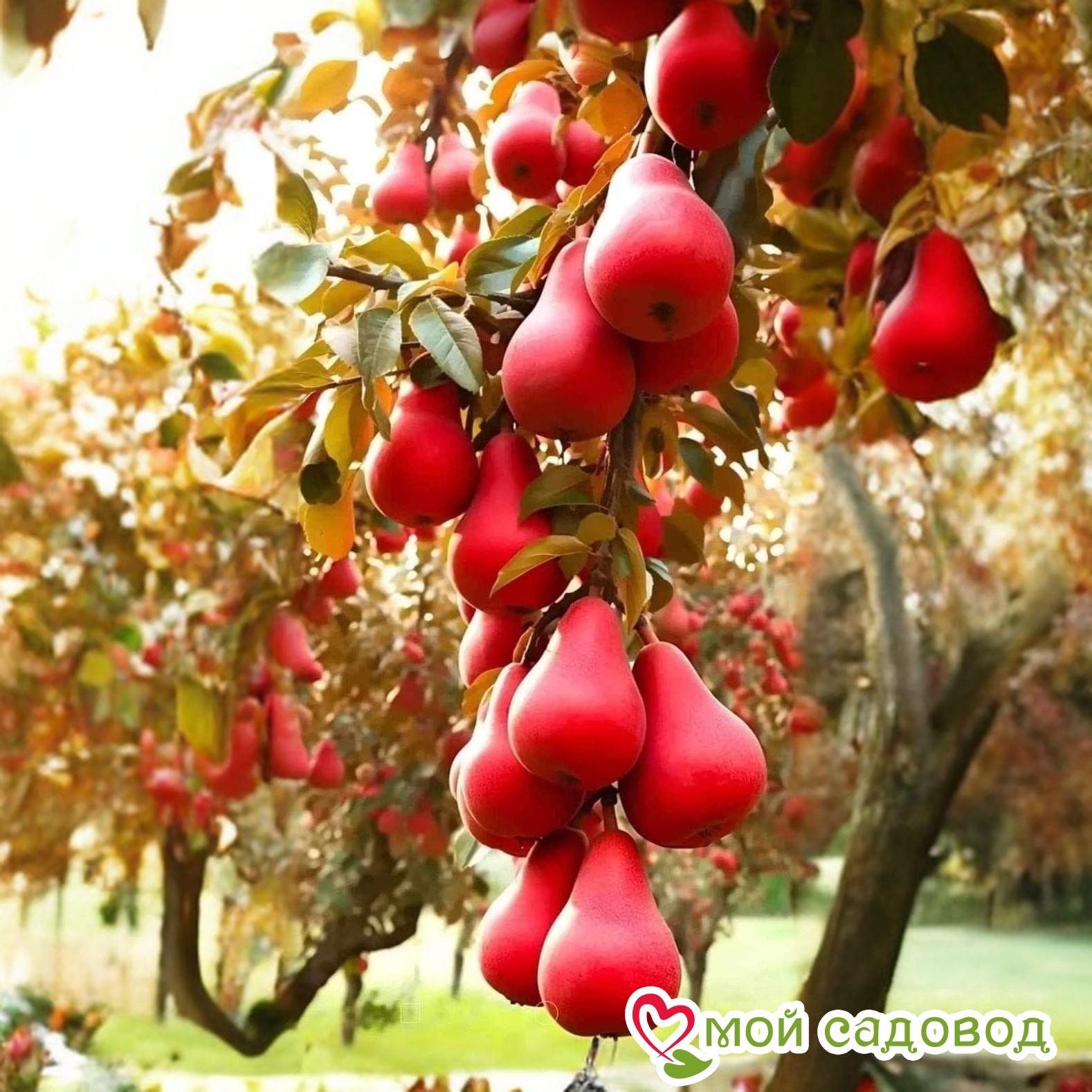 Груша Фриссбери